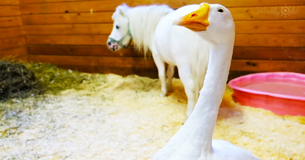 Protective goose and miniature horse