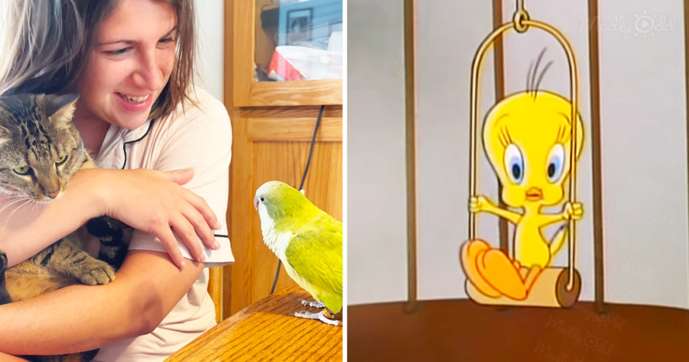 Quaker Parrot says Tweety Bird&rsquo;s favorite line