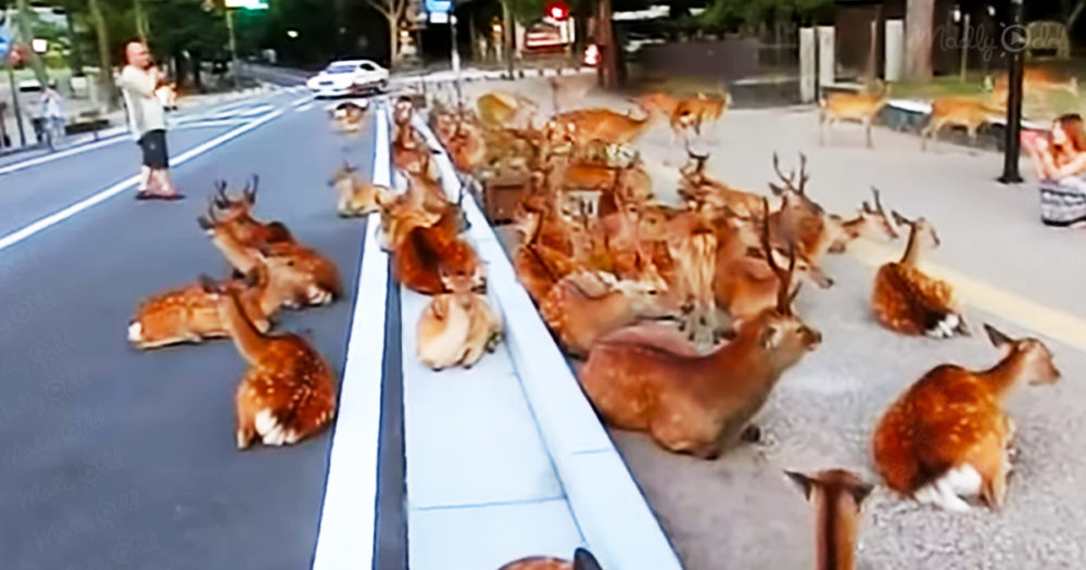 Nara&rsquo;s sacred deer: people and animals living together in peace