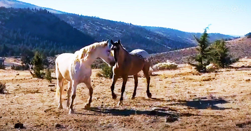 A lonely horse has a reunion with his long lost girlfriend