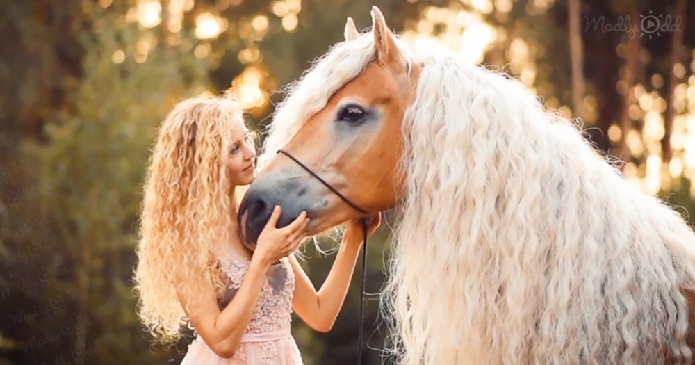 Haflinger horse and her owner have the same blonde curls