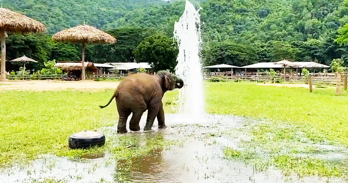 baby elephant enjoys water