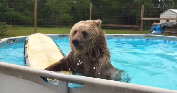 Grizzly bear jumps into the pool then turns around to smile for the ...