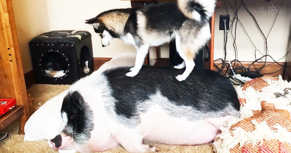 Enormous snoring pig is disturbed by a mischievous and lively husky