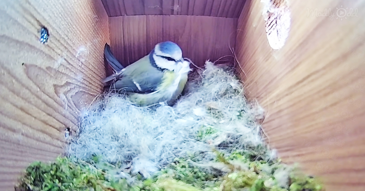 Mama bird builds nest in amazing time-lapse video