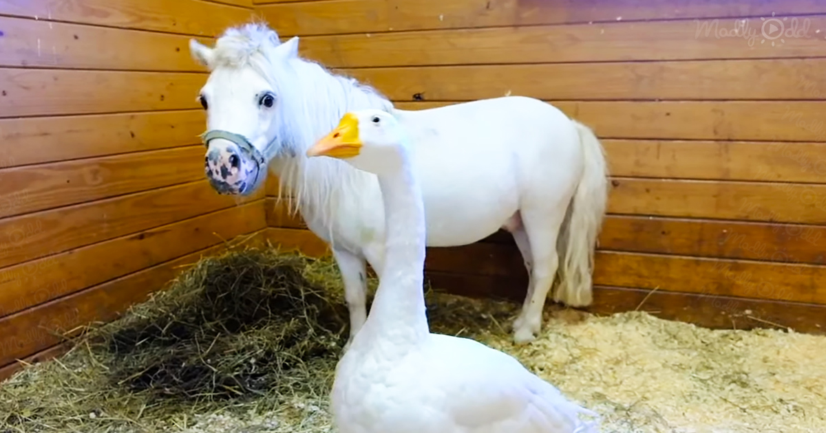 Protective goose and miniature horse
