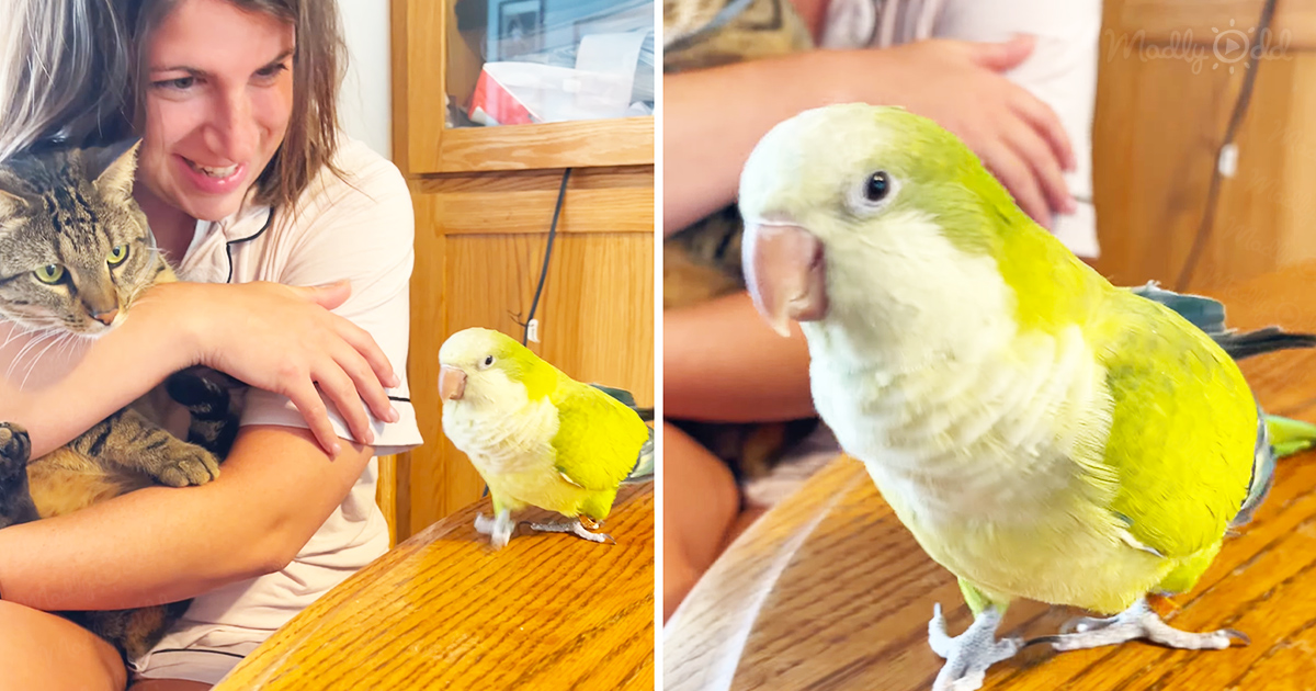 Quaker Parrot says Tweety Bird&rsquo;s favorite line