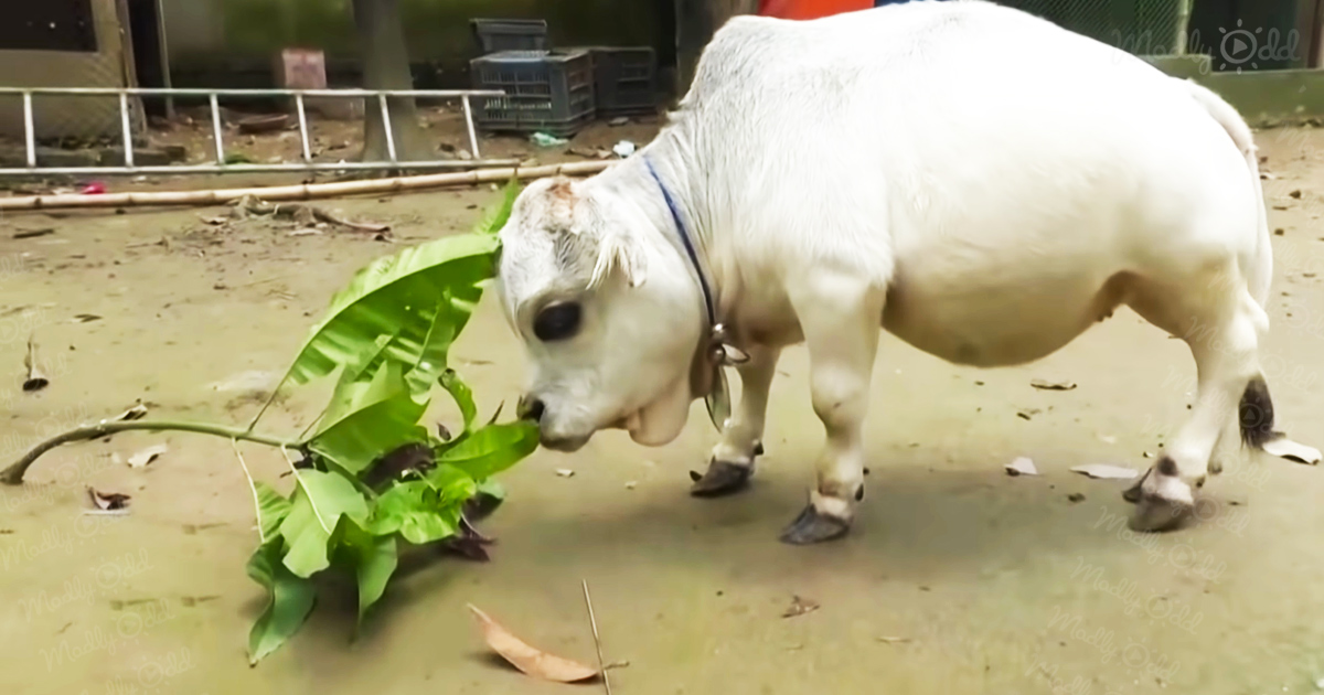 The world&rsquo;s smallest cow is the size of a small dog