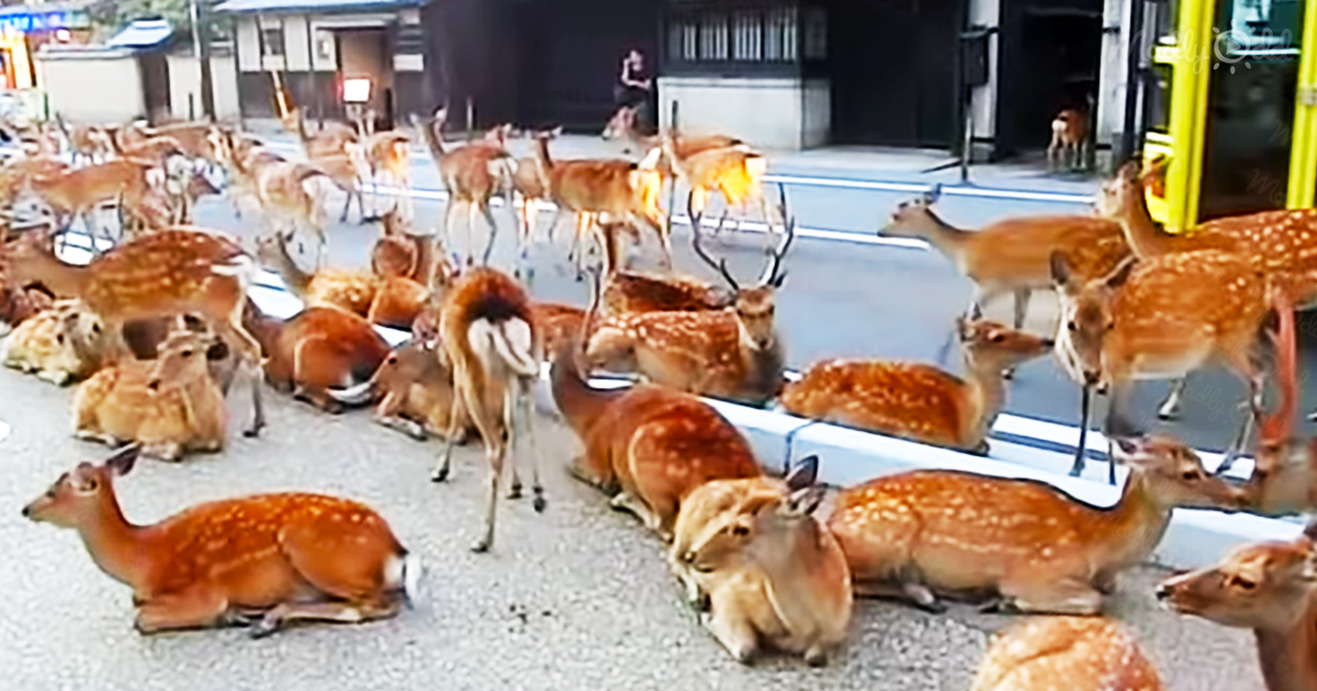 Nara&rsquo;s sacred deer: people and animals living together in peace