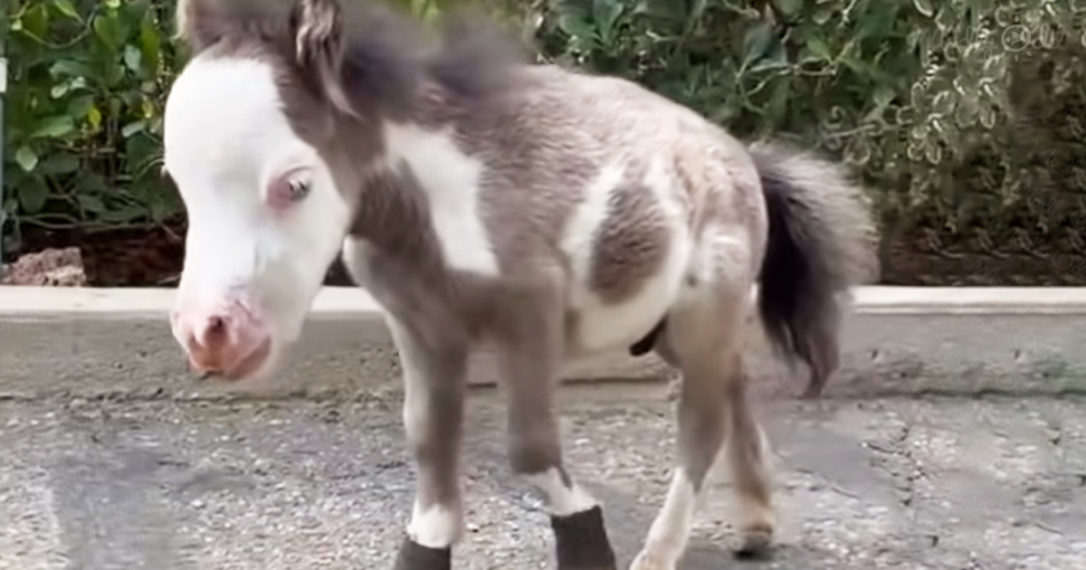 17inch tiny rescue horse finds a loving home and makes two Bulldogs