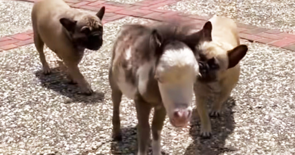 17-inch tiny rescue horse