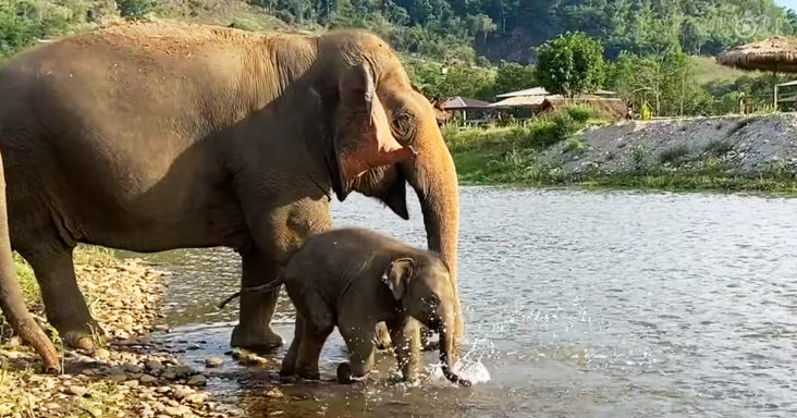 Baby Elephant Plays In River