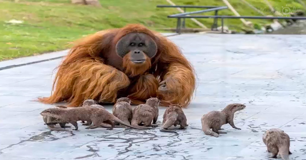 orangutans and otters