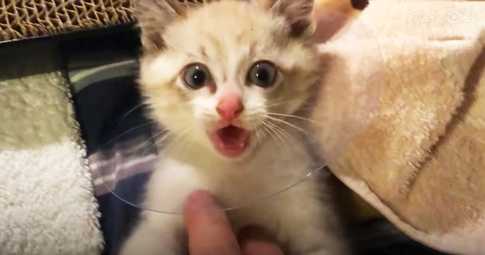 Adorable rescued cat