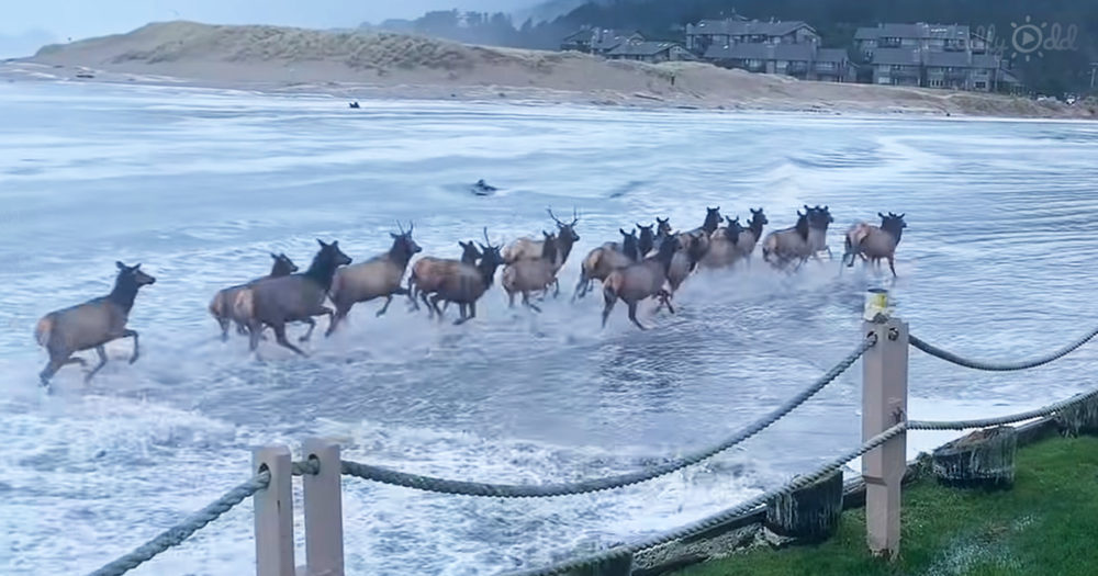 Herd of elk running through surf