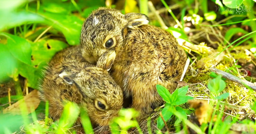 Mother hare raises an adorable baby leveret