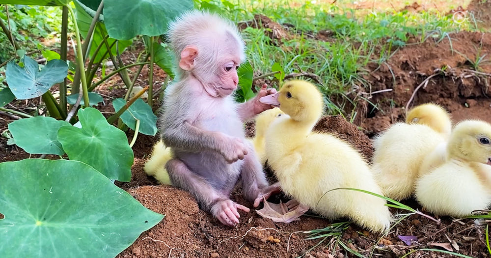 baby monkey caring for ducklings