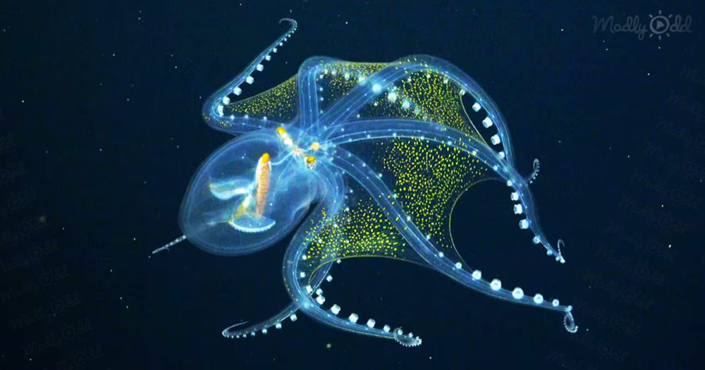 Transparent glass octopus