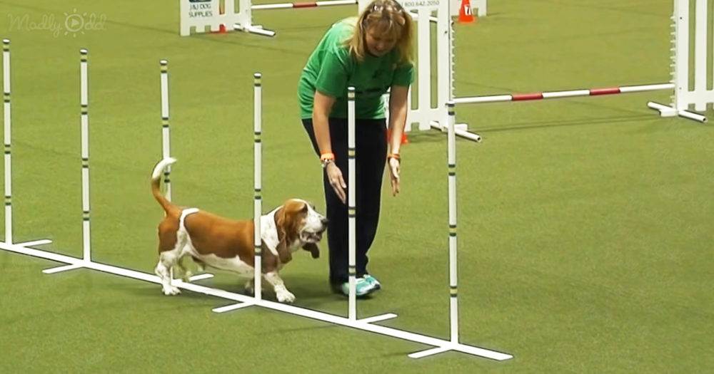 ‘Untrainable’ rescued basset hound astonishes on agility course