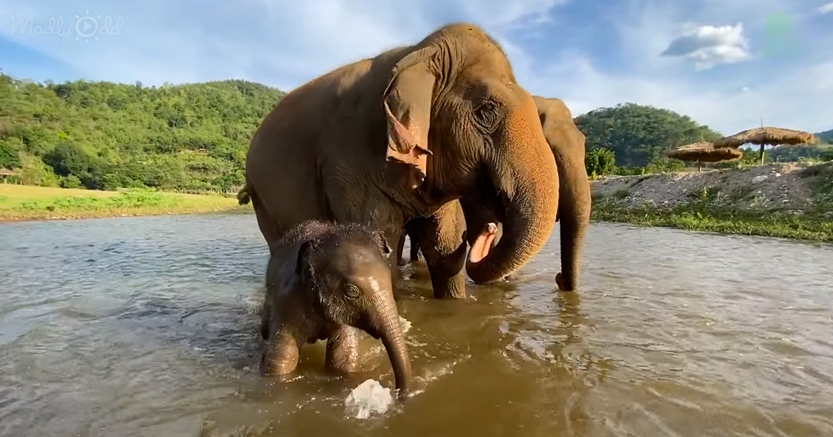 baby elephant plays in river