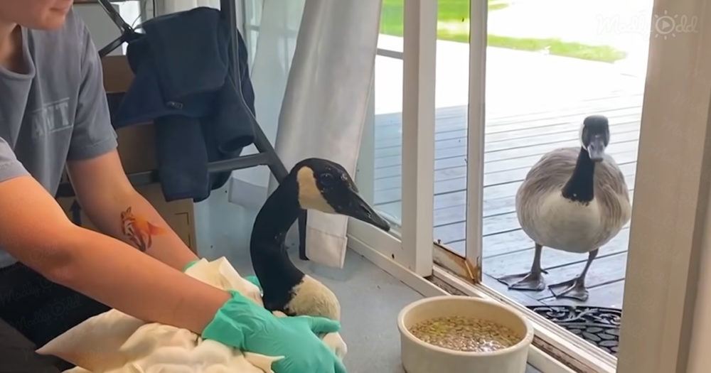 Arnold the Goose and his wife