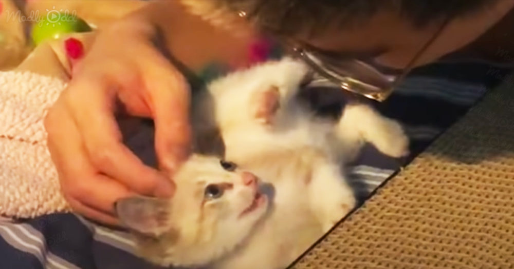 Cat playing with his best human friend