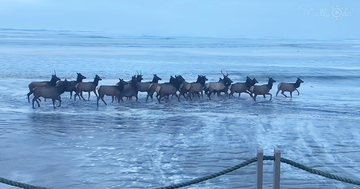Herd of elk running through surf