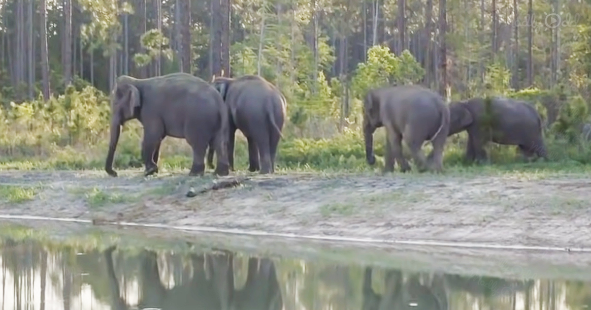Retired circus elephants at White Oak Conservation