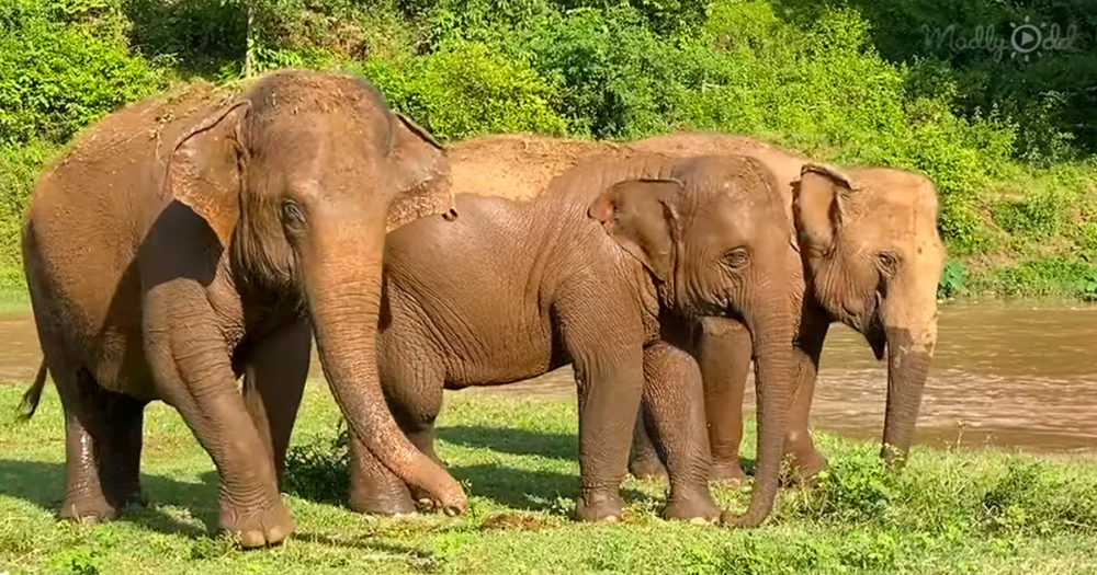 Three rescue elephants playing