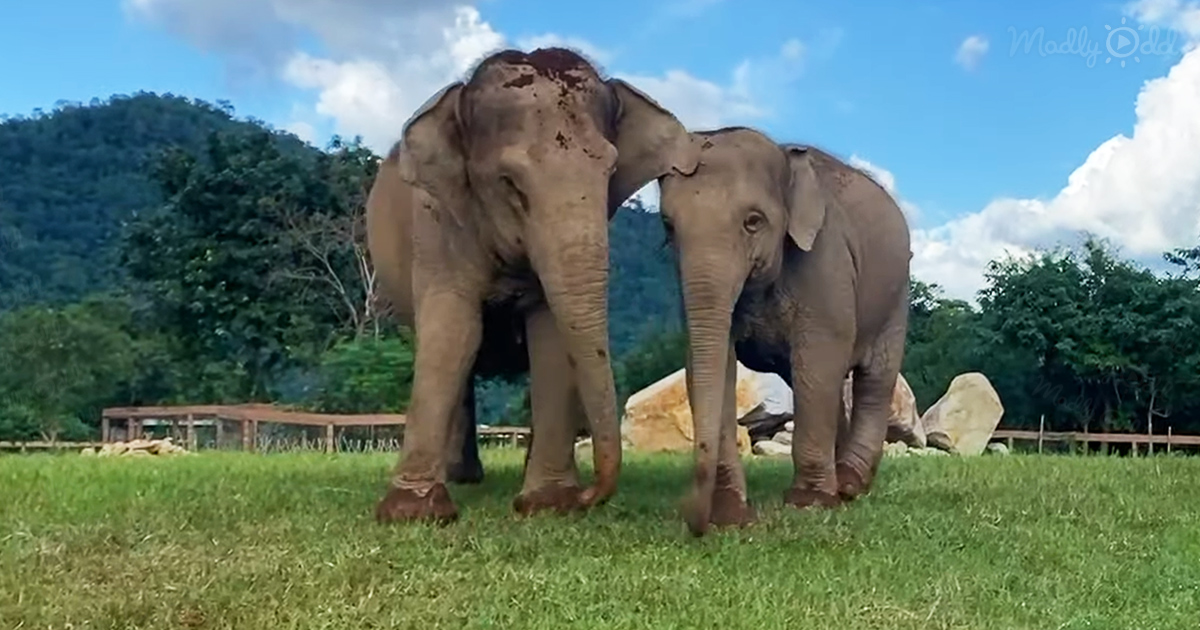 Adorable elephant guides her blind friend around their home