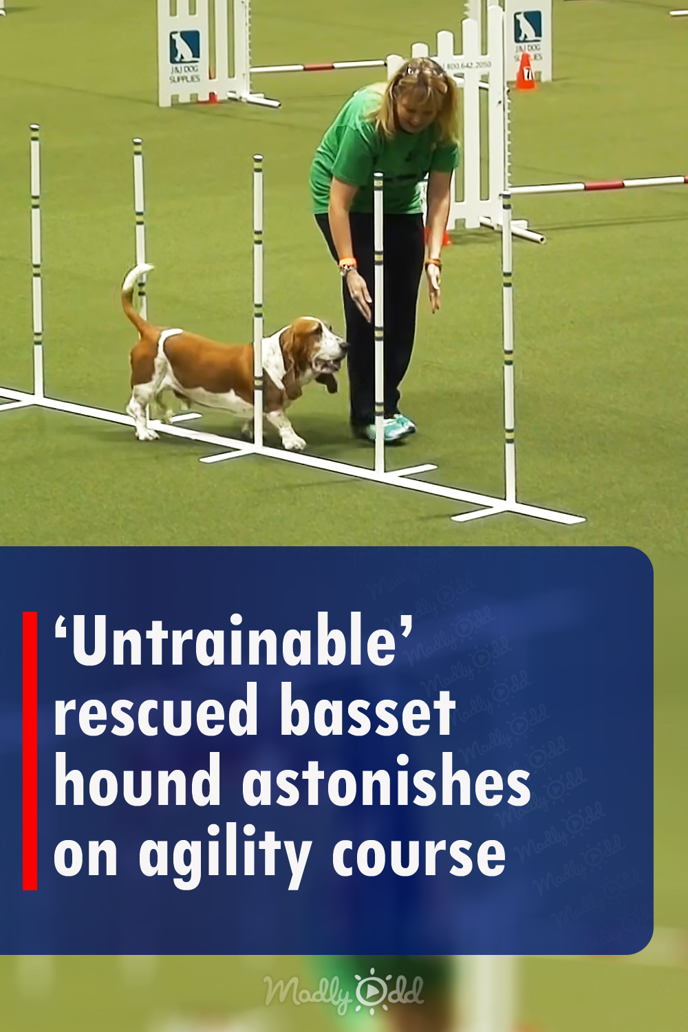 ‘Untrainable’ rescued basset hound astonishes on agility course Madly