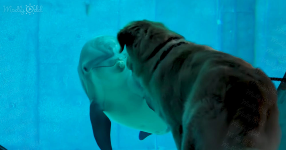 An amazing story of friendship between a Golden Retriever and a Dolphin(02)