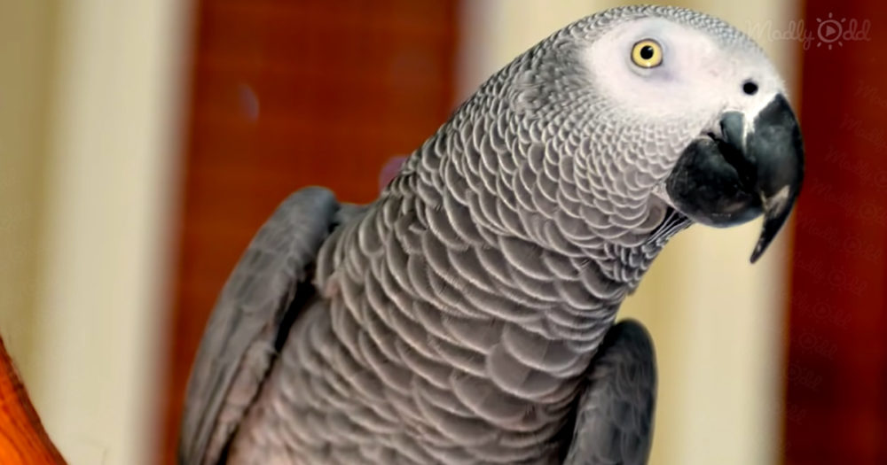 African grey parrot