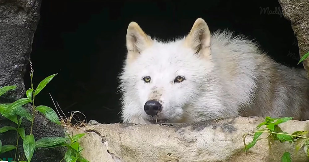 Cute wolf