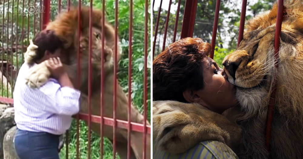 lion reunites with his human mother