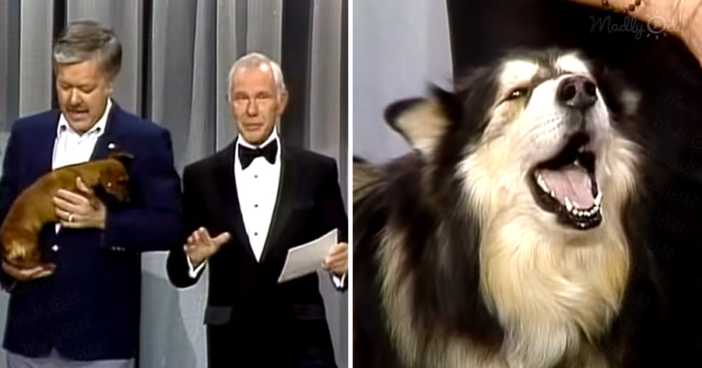 Singing dog contest on The Tonight Show