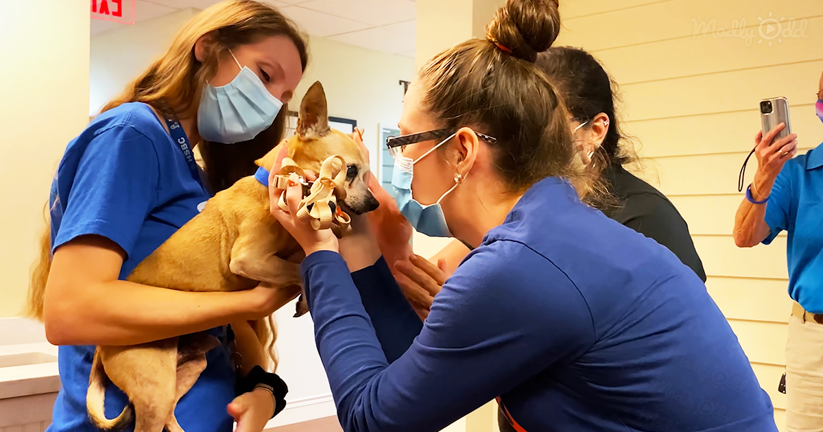 Microchip helps dog to reunite with his lost family after 6 years