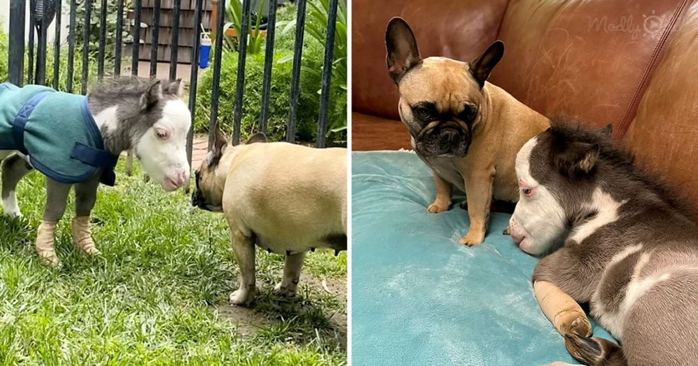 Abandoned horse befriend puppy