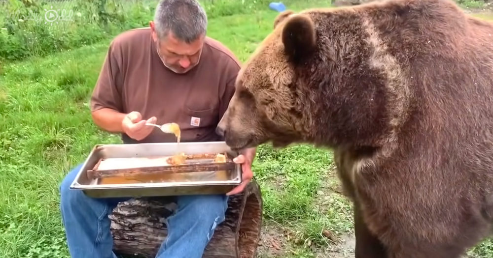 grizzly bear eating honey