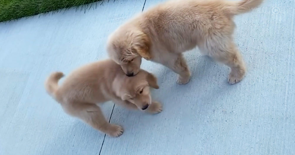Golden Retrievers puppies
