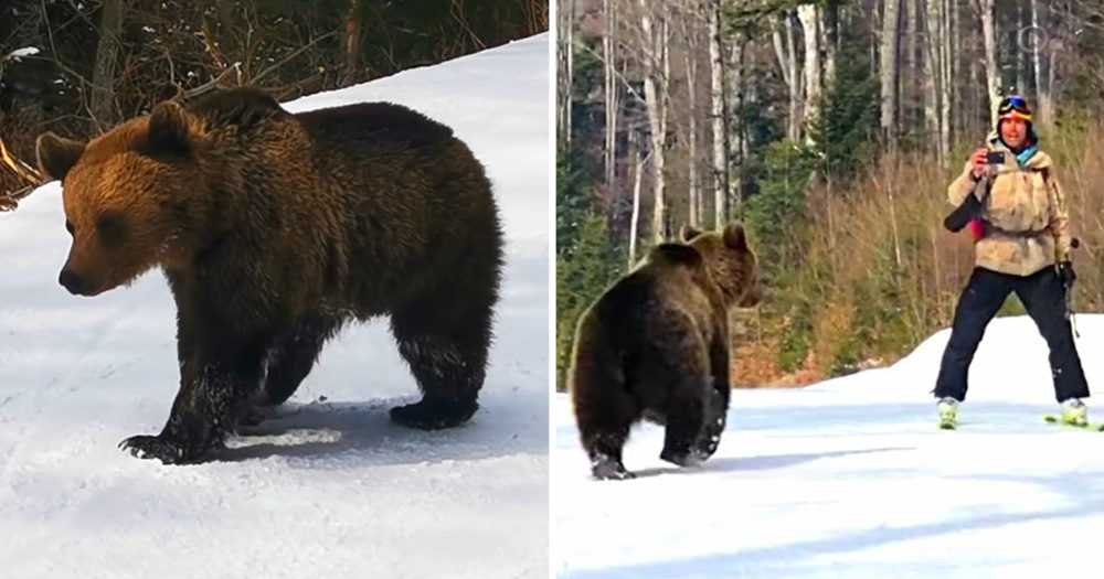 Skiing instructor and bear