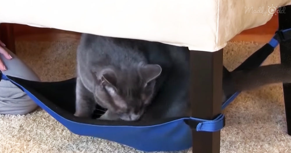 cat crib hammock
