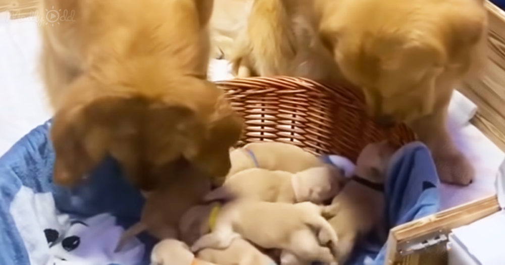 Golden Retriever couple with their newborn pups