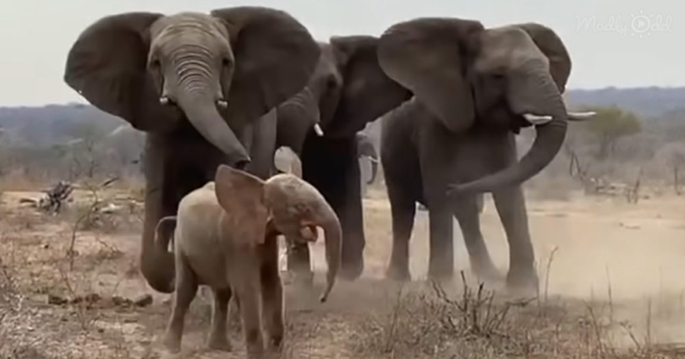 baby elephant gets emotional greeting from herd