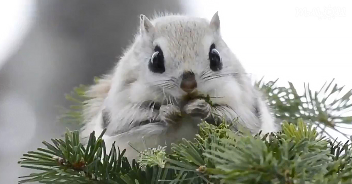 The cutest animal in the world may be the Japanese Flying Squirrel – Madly  Odd!