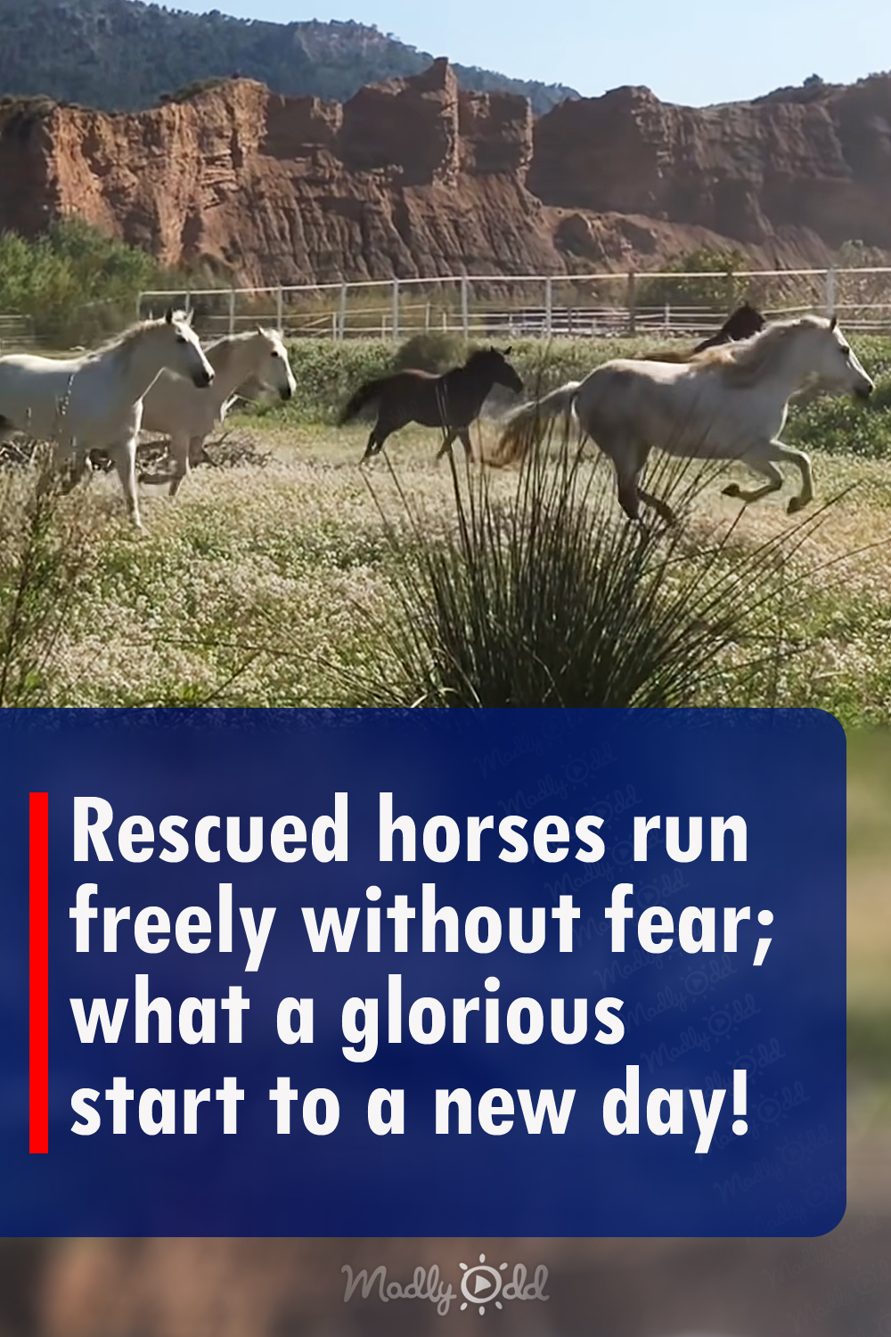 Rescued horses run freely without fear; what a glorious start to a new