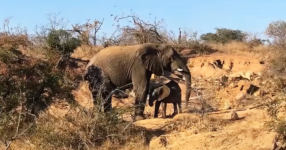 Baby elephant with mom