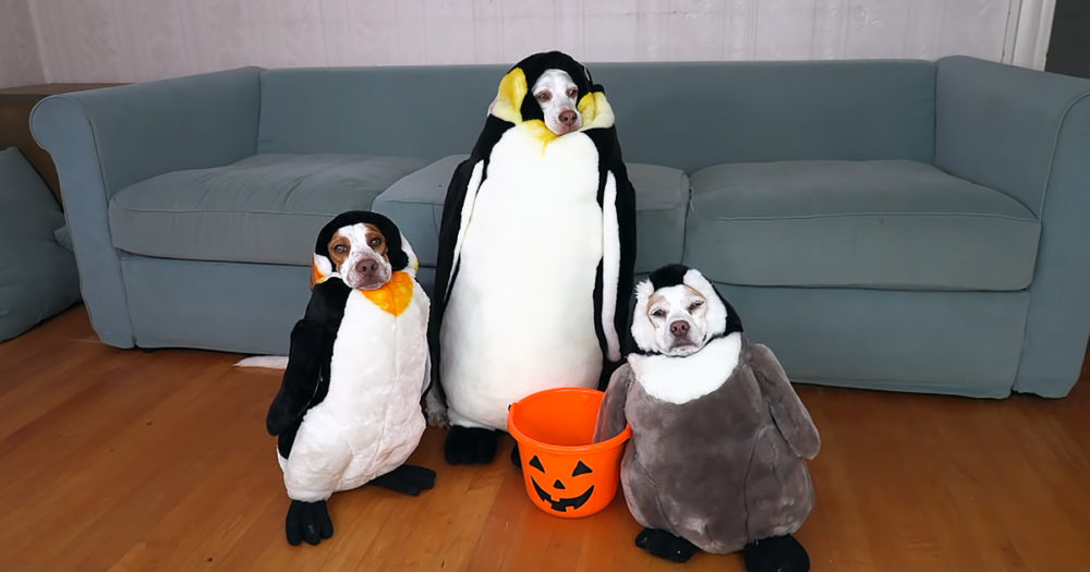 Dog Halloween costumes