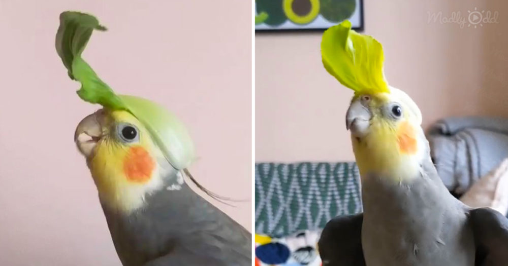 Jovial cockatiel
