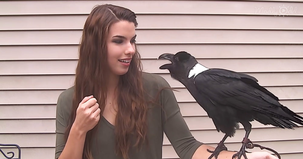 Mischief the talking raven